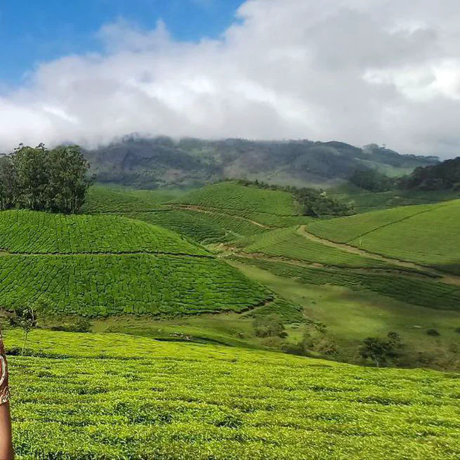 Munaar,Kerala